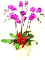 Butterfly orchid (5 items)