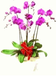 Butterfly orchid (5 items)