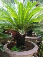 Cy thin tu&#7871; large plants