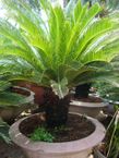C�y thi�n tuế large plants