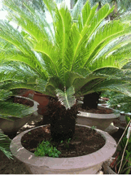 C�y thi�n tuế large plants