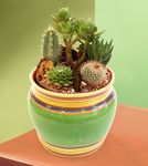 Cactus assortment