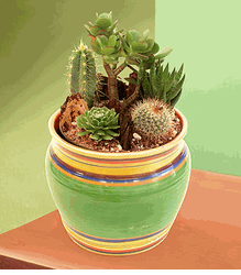 Cactus assortment