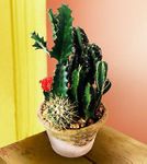 Cactus Garden 