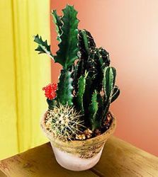 Cactus Garden 