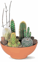 Cactus Garden