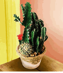 Cactus Garden 