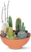 Cactus Garden