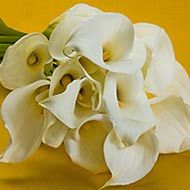 Calla Lilies 10 stems