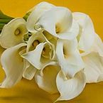 Calla Lilies 10 stems