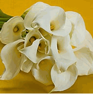 Calla Lilies 10 stems