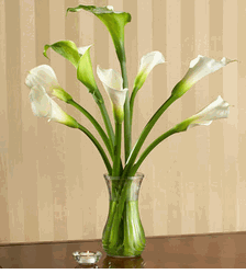 Calla Lilies