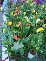 Callas lilie plants 2 pots