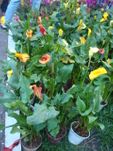 Callas lilie plants 2 pots