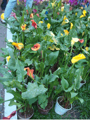Callas lilie plants 2 pots