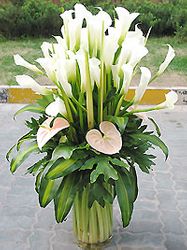 Callas Lily Arranged