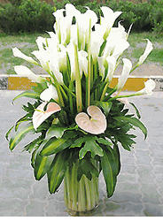 Callas Lily Arranged