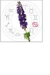 cancer: June 22 - july 22