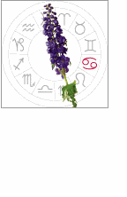 cancer: June 22 - july 22
