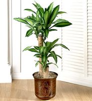 Cane Floor Plant