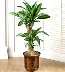 Cane Floor Plant