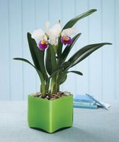 Cattleya orchid