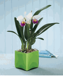 Cattleya orchid
