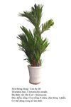 caubedo Cyrtostachys renda 