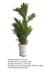caubedo Cyrtostachys renda 