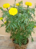 Cay Cuc Van tho- Blooming Tet Tagetes erecta)1 pair