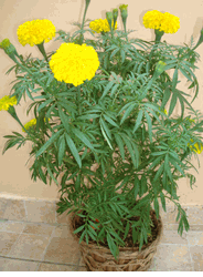 Cay Cuc Van tho- Blooming Tet Tagetes erecta)1 pair