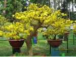 one pair Plum tree medium 