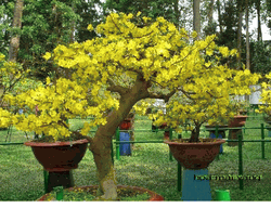 one pair Plum tree medium 