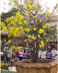 Large flower Plants