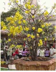 Large flower Plants