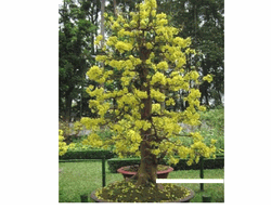 caymai5