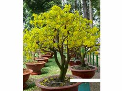 caymai6