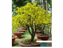 caymai6