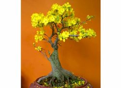 PLum Tree Hoa mai