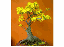 PLum Tree Hoa mai