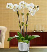  Orchids Plant