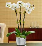  Orchids Plant