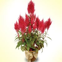 Celosia Red(2 Pots) 8 inches plants