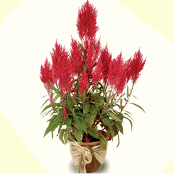 Celosia Red(2 Pots) 8 inches plants