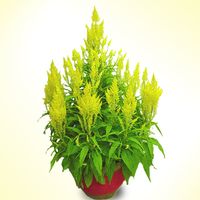Celosia Yellow(2 Pots) 8 inches plants