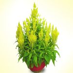 Celosia Yellow(2 Pots) 8 inches plants