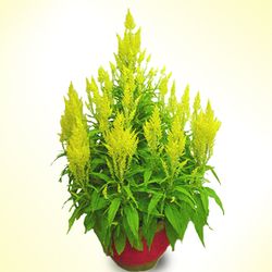 Celosia Yellow(2 Pots) 8 inches plants