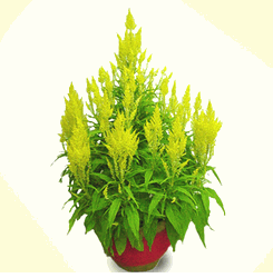 Celosia Yellow(2 Pots) 8 inches plants