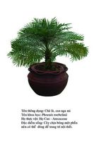 chala