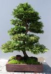 Chamaecyparis Obtusa Plant